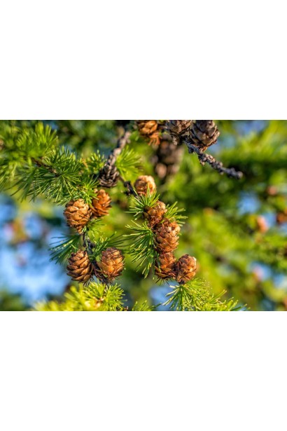 Модрина Хорстманн Рекурвед - шишки